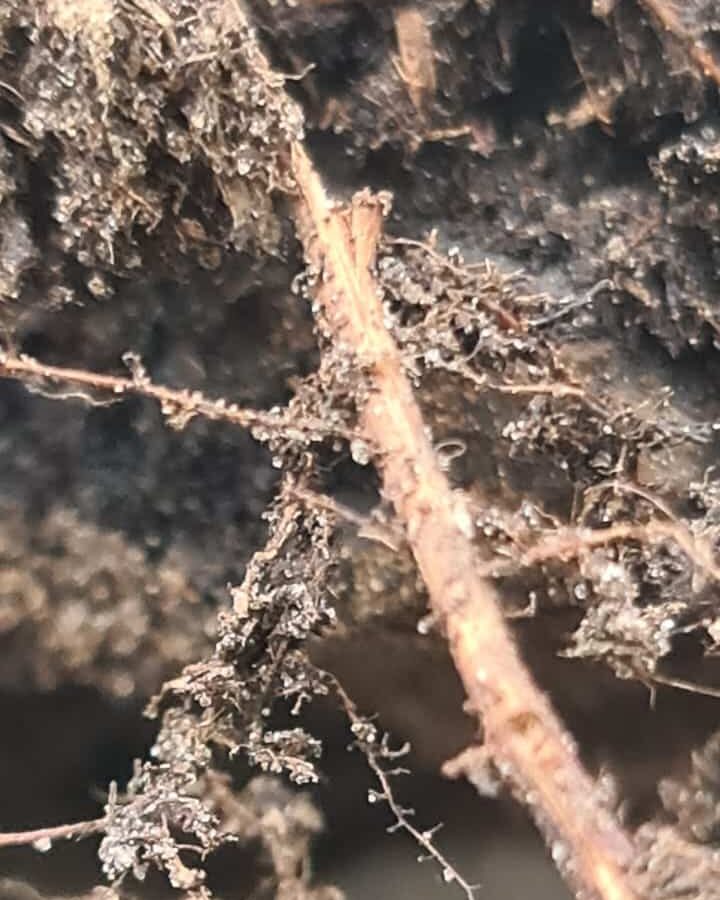 De basis van Boomvoeding.nl